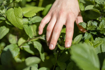 Close-up of hand holding leaves