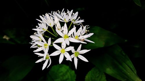 Close-up of white flowers