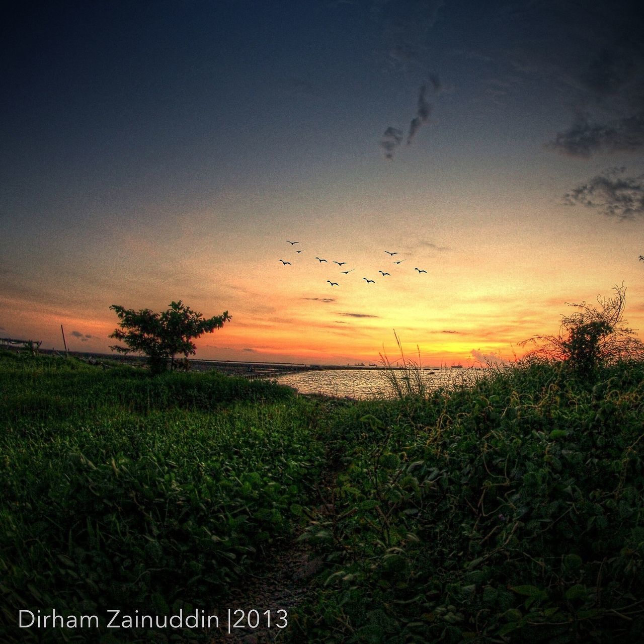 bird, animal themes, sunset, animals in the wild, wildlife, flying, sky, tranquil scene, scenics, beauty in nature, flock of birds, tranquility, nature, silhouette, tree, idyllic, field, landscape, growth