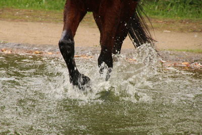 Low section of woman in water