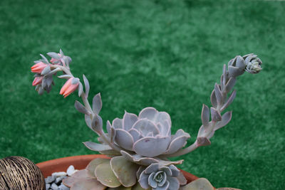 Cactus and succulent - echeveria - rose stone flowers