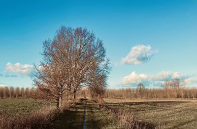 Bare tree on field against sky
