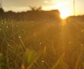 Close-up of grass growing on field at sunset