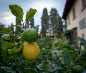 Close-up of fruits growing on plant