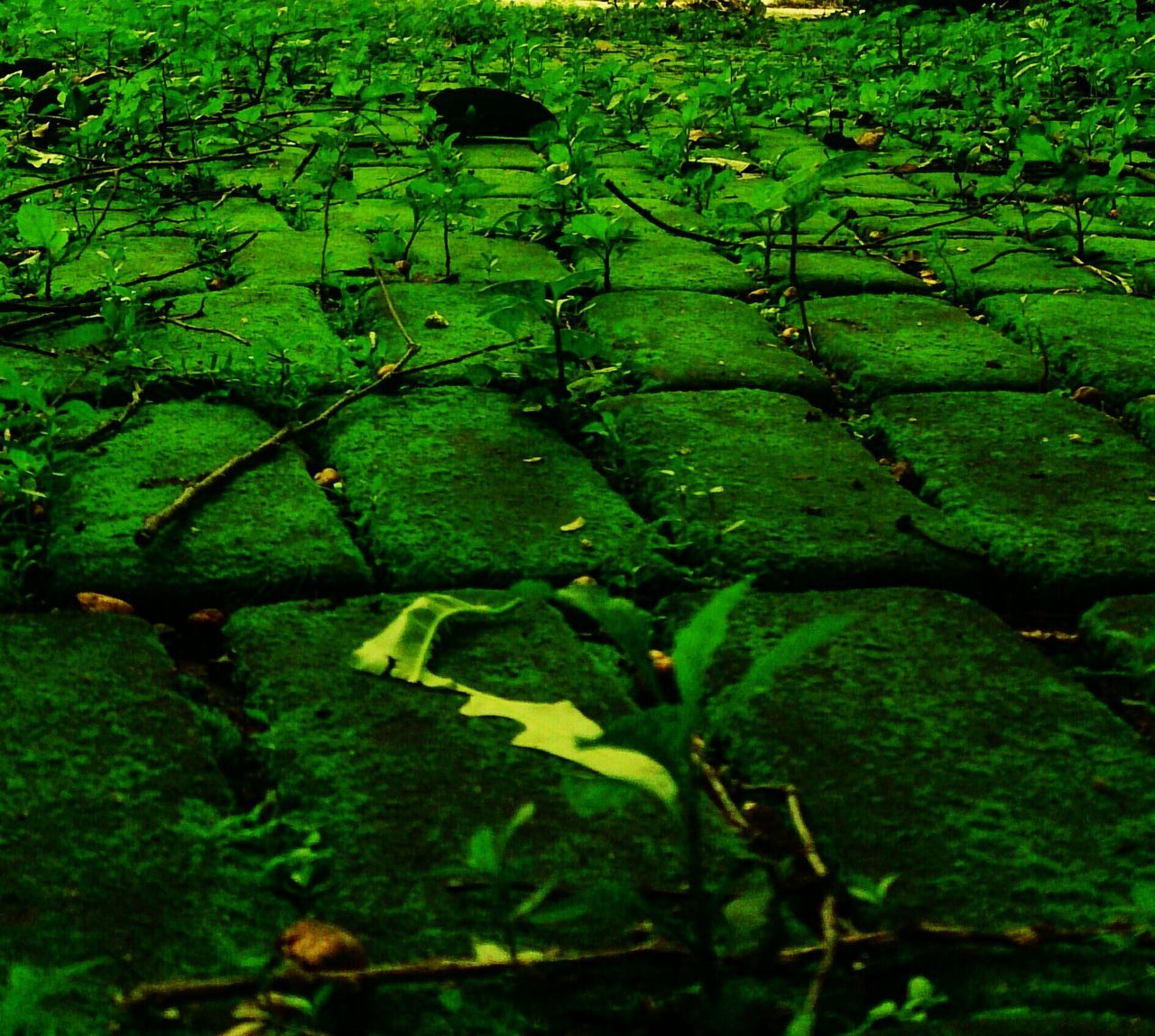 green color, growth, leaf, high angle view, nature, moss, grass, plant, tranquility, lush foliage, beauty in nature, field, green, full frame, outdoors, day, no people, leaves, backgrounds, forest