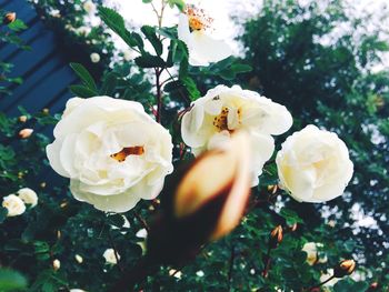 Close-up of rose blooming