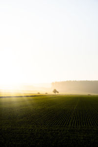 Scenic view of agricultural field against clear sky