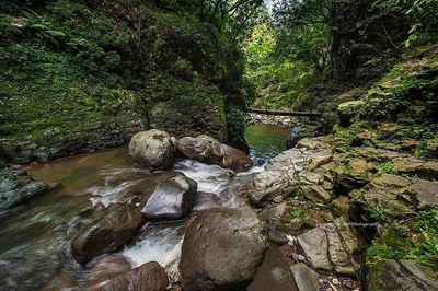 Stream flowing through forest