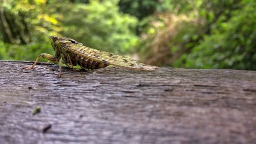 Close-up of grasshopper on wood