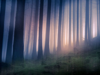 Trees in forest against sky