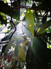 Low angle view of tree