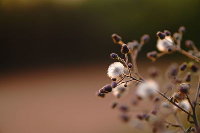 Close-up of bee on flower