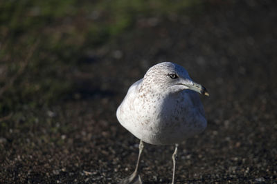Close-up of seagull perching on land