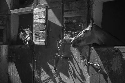 View of horse in stable