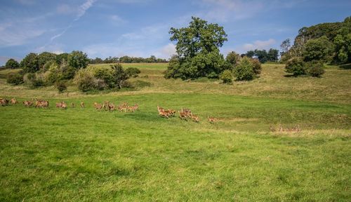 Flock of deers in a field