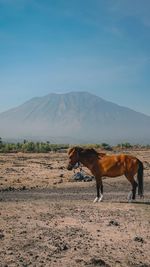 Horse standing at desert against sky