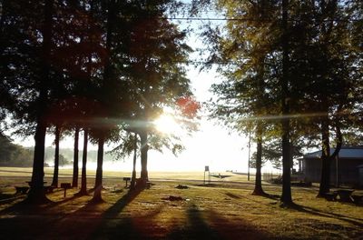 Sun shining through trees