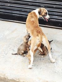 Dogs dog