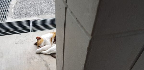 High angle view of dog resting on wall
