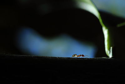 Close-up of ant