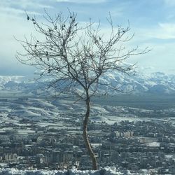 Bare tree in city against sky