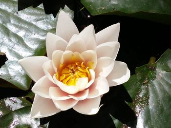 Close-up of flower