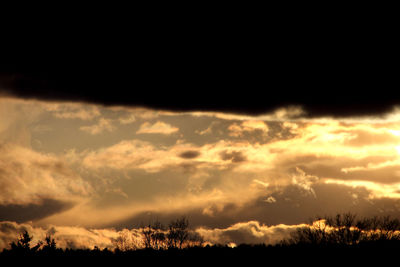 Silhouette of trees at sunset