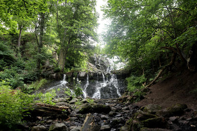 Scenic view of waterfall in forest