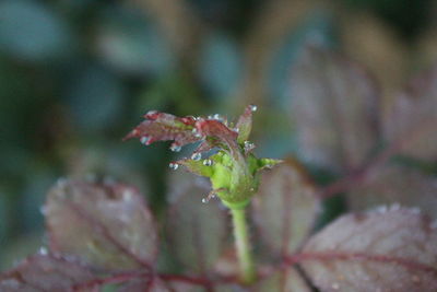 Close-up of grasshopper on plant