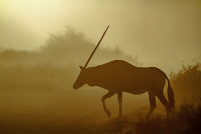 Deer standing on field against sky