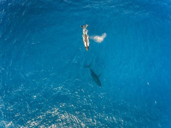 High angle view of fish swimming in sea