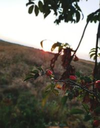 Close-up of berries growing on tree against sky