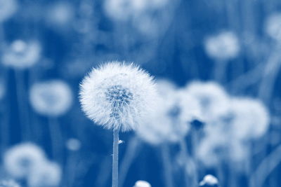 Close-up of dandelion against blurred background