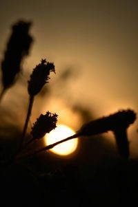 Close-up of plant at sunset