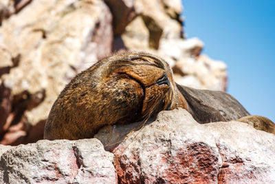 Low angle view of lizard on rock formation