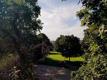 Trees on field against sky