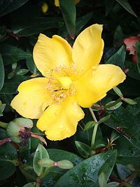 Close-up of yellow flowers