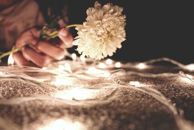 Cropped image of woman holding white chrysanthemum by illuminated string light on fabric