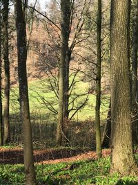 Trees in forest