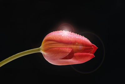 Close-up of flower over black background