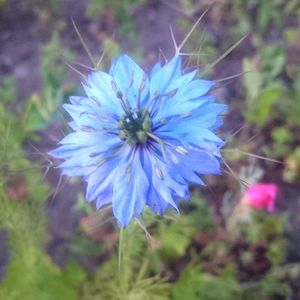 Close-up of purple flowers blooming