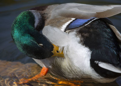 Close-up of duck