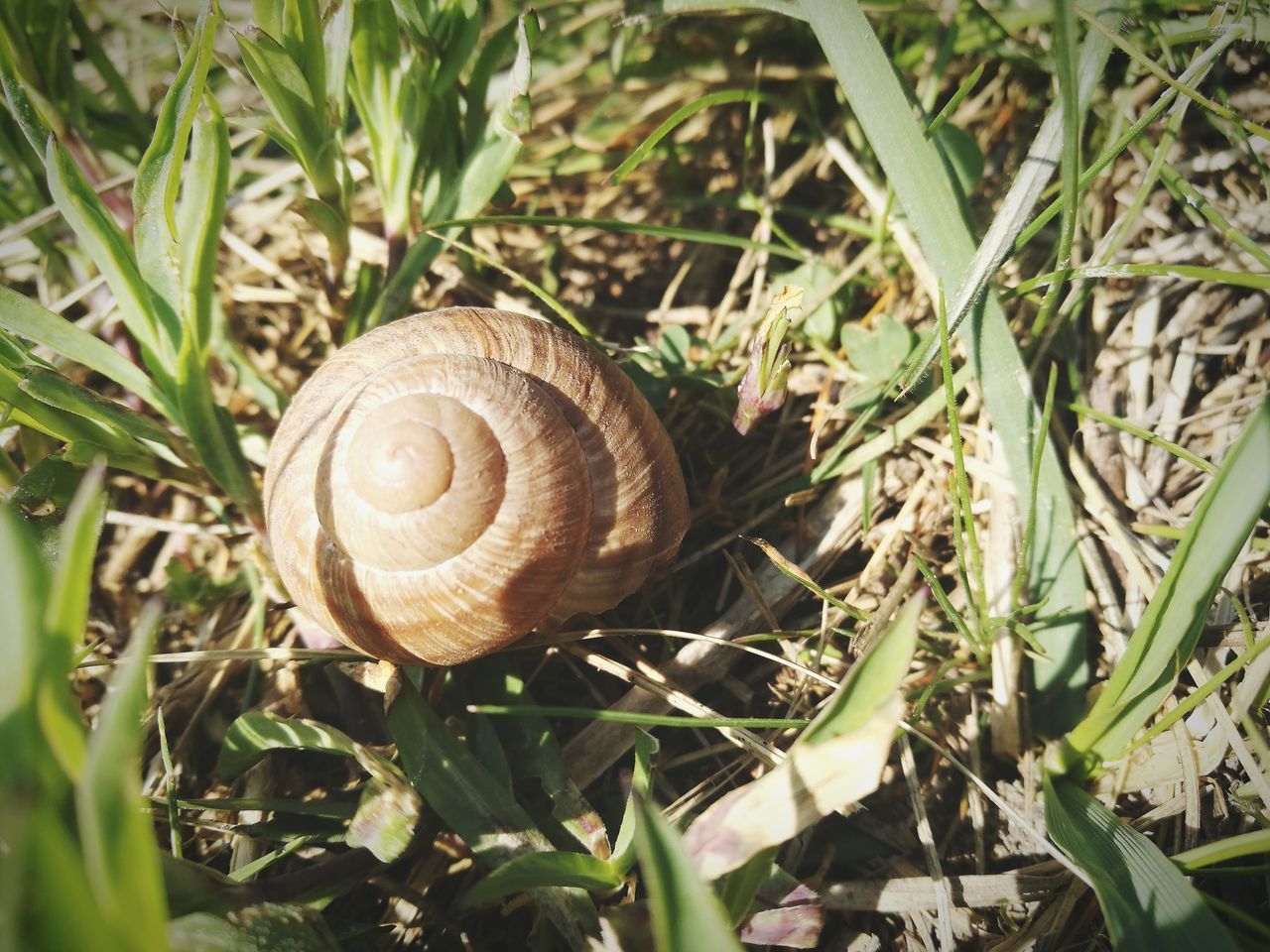 CLOSE-UP OF SNAIL ON PLANTS