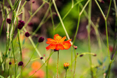 Close-up of red flowering plant on field