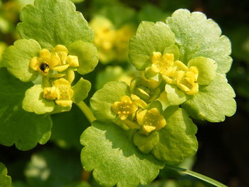 Close-up of yellow flowering plant