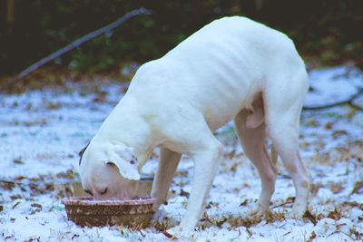 Dog on field during winter