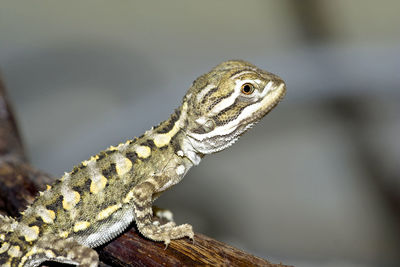 Close-up of a lizard