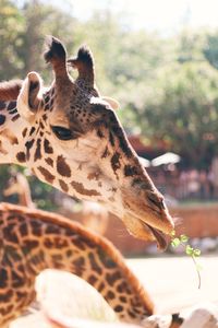 Close-up of giraffe eating