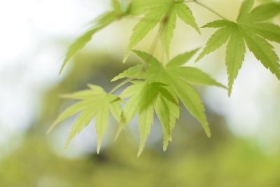 Close-up of leaves