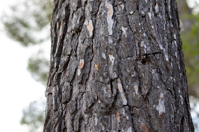 Close-up of tree trunk